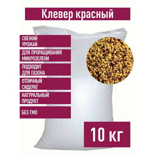 ������ ������ ������ ������� ������ ��� ������������, 10 �� ����