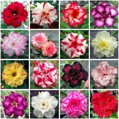 ������ ������ �������� �������� ����� ���� ������, ������ 10 �� ����