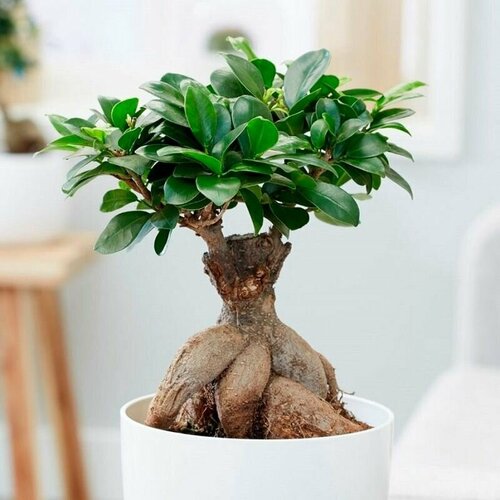������ ������ ����� ����������, Ficus Hilli, ������ ����