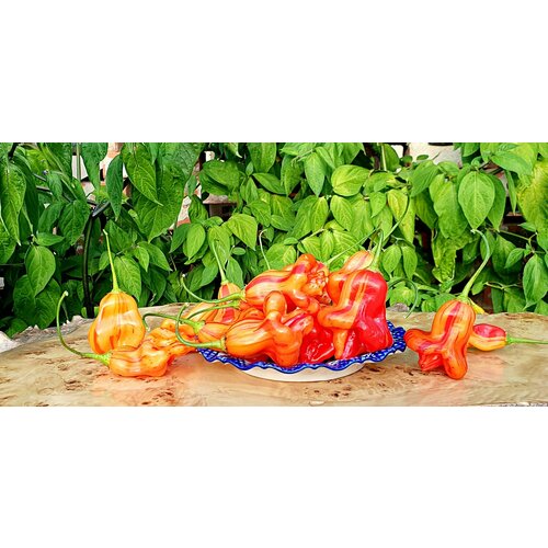 ������ ������ ������ ����� ���� ������� (Zebrange) / Seeds And Goods / � �������� zip-lock ��� ���������� 10 ����� ����