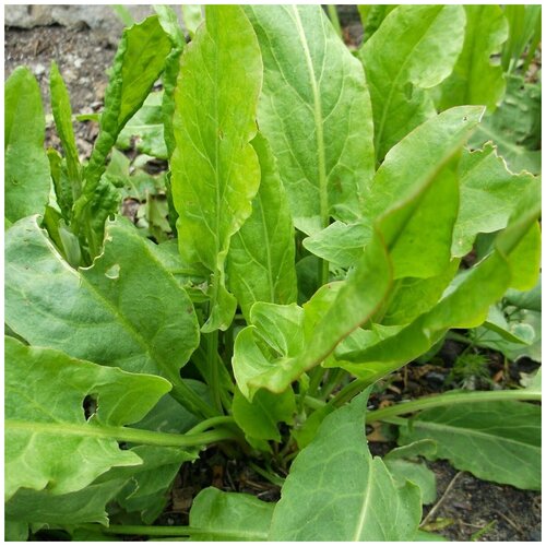 ������ ������ ������ ������ ������ ������������� 100 ��. ����