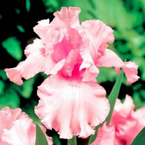 ������ ������ ���� ���������� ���� ������� (1 ���) / ���������� ����� ����