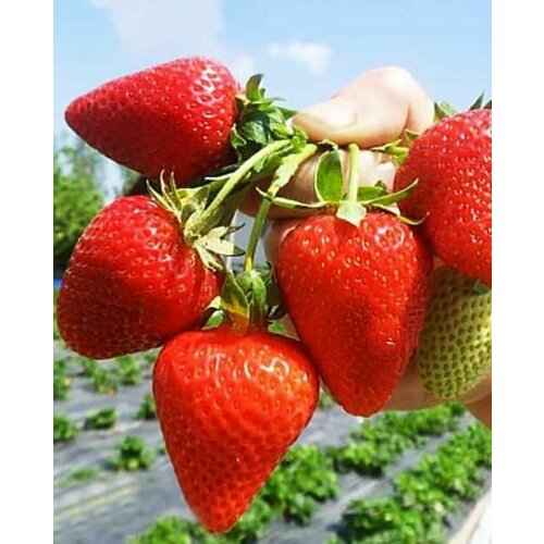 ������ ������ �������� ������������ (�������������) �������� 10 �� ����