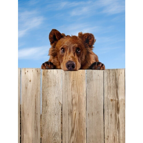 ������ ������ ����� �� ������� ��� ����, ���� 