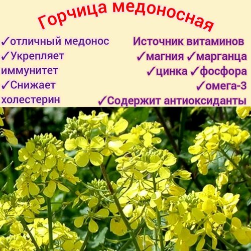 ������ ������ ������� ����������/ �������� 1 ��, ������ �������� � ������, ��� ����/ �������, ������� premium ����