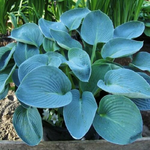 ������ ������ ����� ������ ��� (M) ����