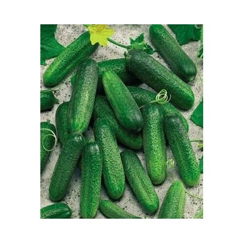 ������ ������ ������������� ������ ������ ������ F1 ����