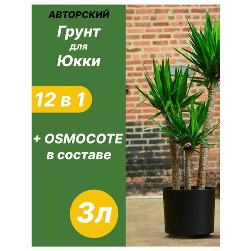 ������ ������ ����� ��� ���� 3 � ������� ����