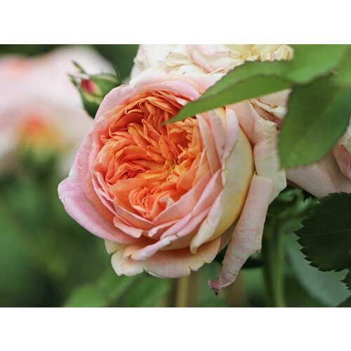 ������ ������ ���� ��������� �������� ����