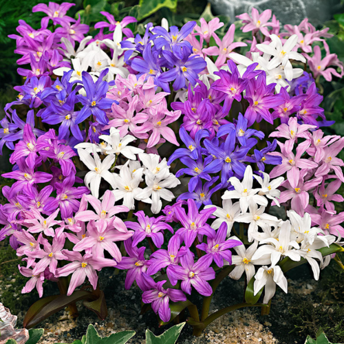 ������ ������ �������� ������, chipollino flowers, ���������� MIXED (20 �������) ����