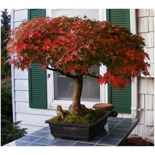 ������ ������ ���� �������, ������ ������ ����