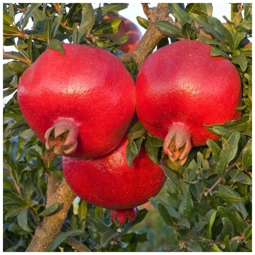 ������ ������ ������ ������ ������ ������������ 20 ��. ����