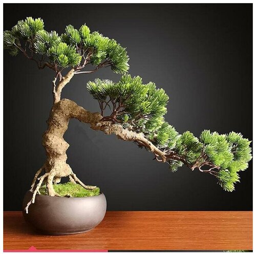 ������ ������ ������������, ������ ������ ����