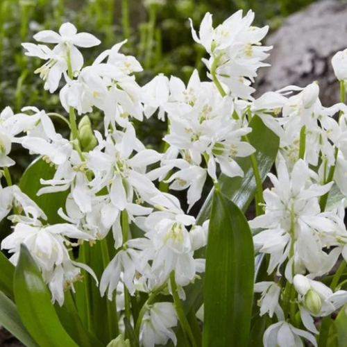 ������ ������ ������ Siberica Alba(10 �������) ����