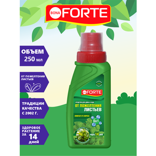   Bona Forte 4  1,   , , 285  9536236   -     , -,   