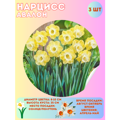 ������ ������ ������� ������, ����������� �����, �������� 3 �� ����