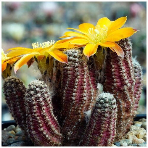 ������ ������ ������ ������ ��������� ������ Mediolobivia pygmaea v. diersiana WR-631 10 ��. ����