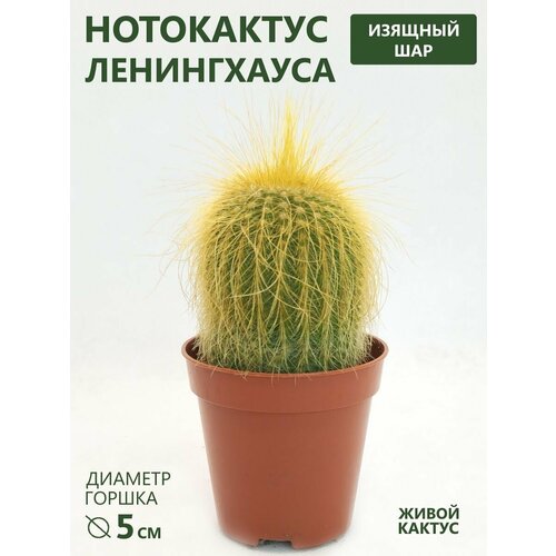 ������ ������ ������ ���������� ����������� (Notocactus Leninghaussii) D-5 �� ����