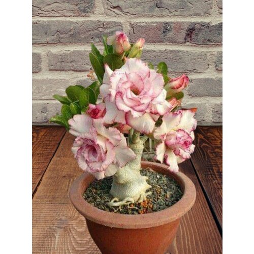 ������ ������ ������� Peony, ����, ������ ����