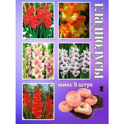 ������ ������ ��������� ��������, ���� 5���� ����