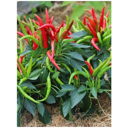 ������ ������ ������ ������ ����� ������ �������, 5 ���� ����