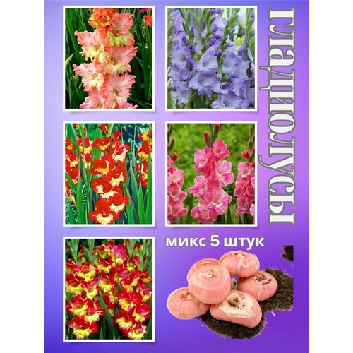 ������ ������ ��������� ��������, ���� 5���� ����