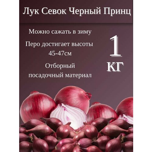 ������ ������ ��� ����� ���� 