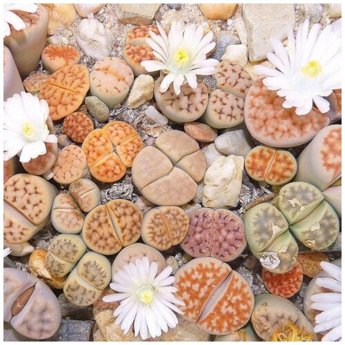 ������ ������ ������ ������ ��������� ������ Lithops Karasmontana mix 10 ��. ����