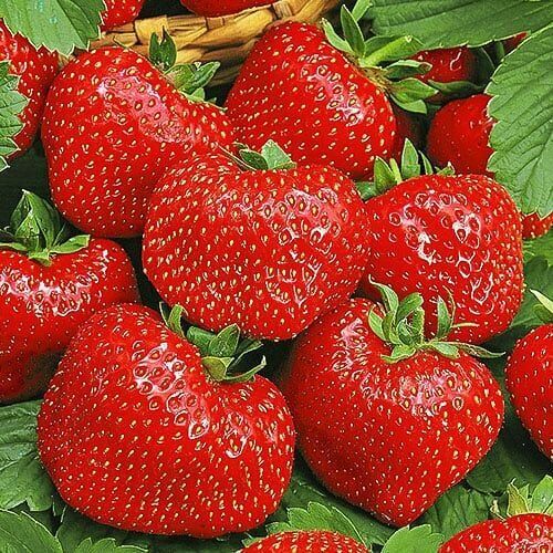 ������ ������ �������� (�������������) ���� ����� 5 �� ����