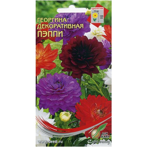 ������ ������ �������� ������������ �����, 15 ����� ����