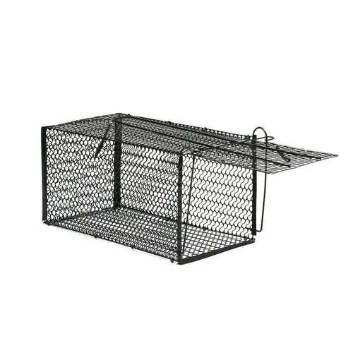 ������ ������ ���������� 36 � 17 � 17 ��, ������, ������ 