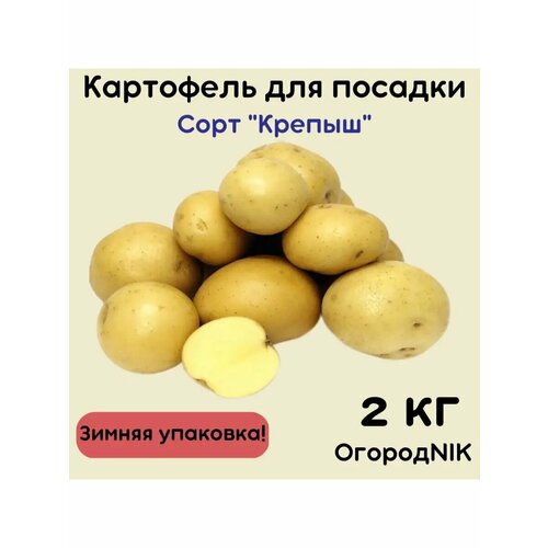 ������ ������ ������NIK ��������� �������� ������, ����������, ����������� ����, 2 �� ����