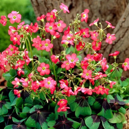 ������ ������ ������� IRON CROSS ( 10 ������� ) ����