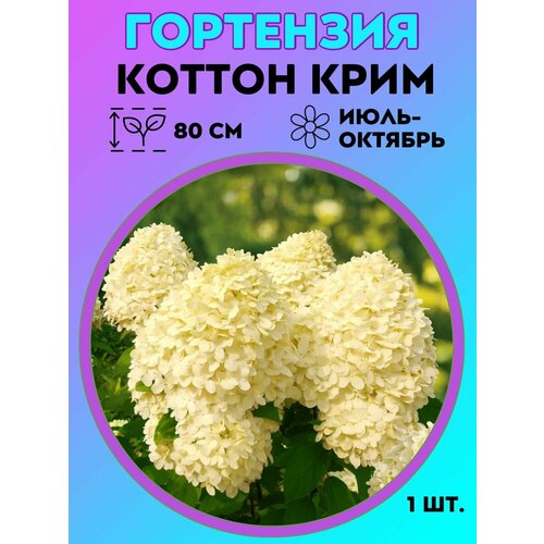 ������ ������ ��������� �����������, ������� 1 ����� ����