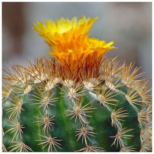       Parodia bilbaoensis L-384 10 . 