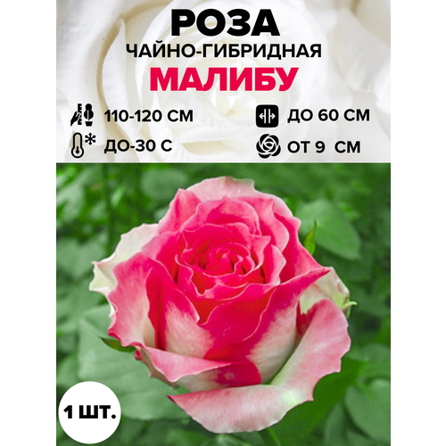 ������ ������ ���� ������ �����-��������� 1 ��. ����