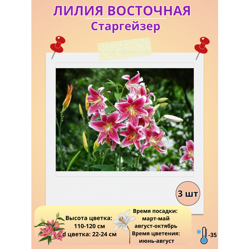 ������ ������ ����� ��������� ����������, ����������� ����� ����