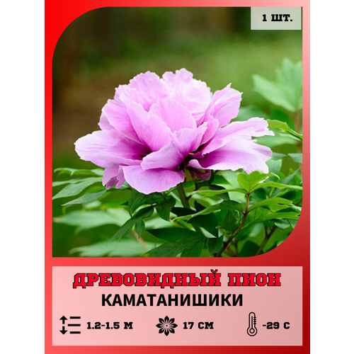 ������ ������ ���� ����������� ������������, ������� 1 ����� ����