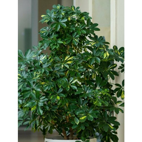 ������ ������ ������ �������� ������������� (Schefflera octophylla), 10 ���� ����