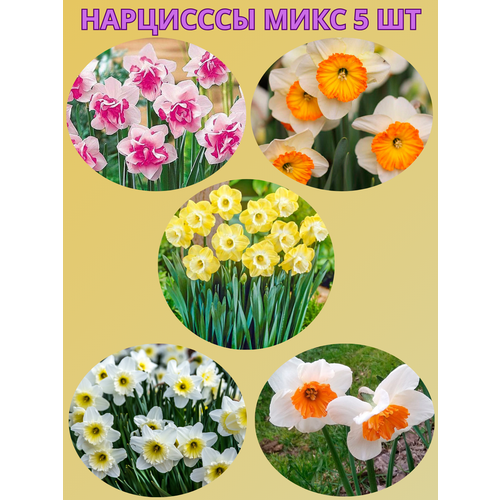 ������ ������ �������� ����������� �����, �������� 5 �� ����9 ����