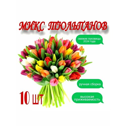 ������ ������ ������� ���������, 10��. ����