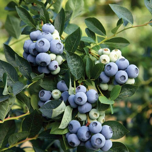 ������ ������ ���� ���� �������� ������� 3� ����� (���) �������. ����