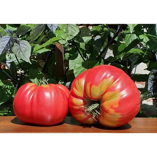 ������ ������ ������ ����� ������� ������������� (DaCosta's Portuguese) / Seeds And Goods / � �������� zip-lock ��� ���������� 10 ����� ����