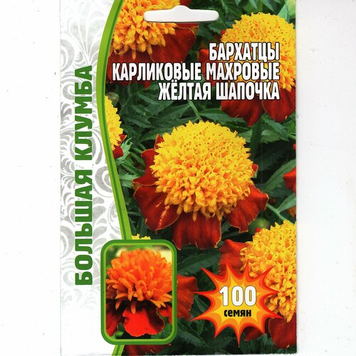 ������ ������ �������� ���������� �������� ����� ������� ( 1 ��: 100 ����� ) ����