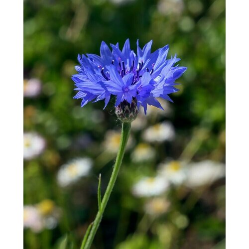 ������ ������ ������ ����� / ������ 50 ��. ����