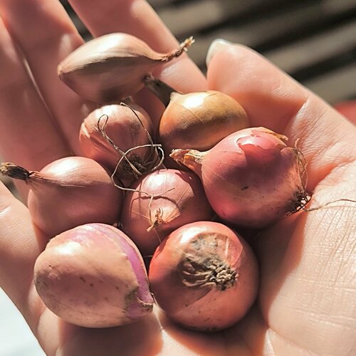 ������ ������ ��� - ����� ������� ������ (������) 100�� ������� ����