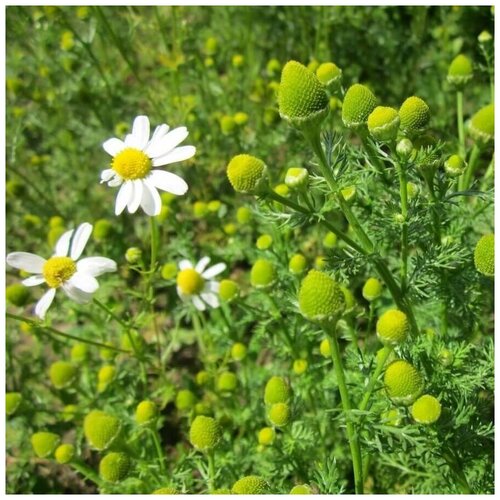 ������ ������ ������ ������ ������� ������� 50 ��. ����