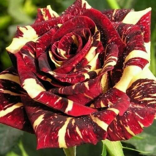 ������ ������ ���� ���������� ����� ����� ����