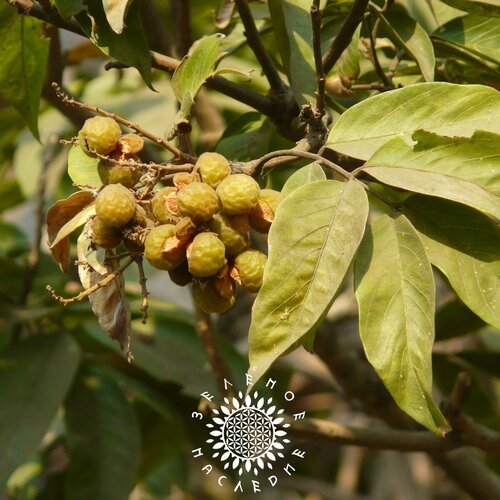 ������ ������ ������ �������� - ������� ���� (���. Sapndus) 3�� �� Green Legacy ����