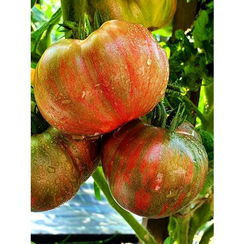 ������ ������ ������ ����� ���� ���������� ������ (Dwarf chocolate lightning), 10 ���� ����